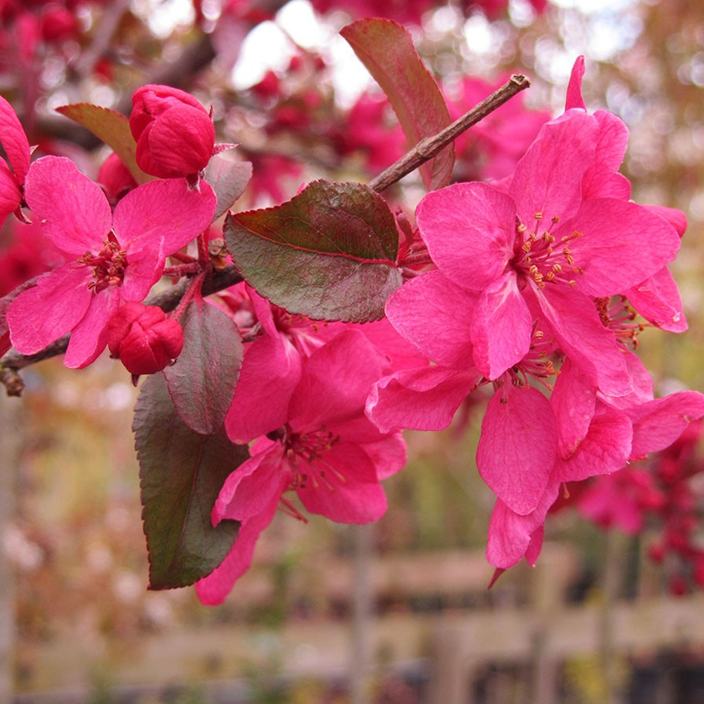 Malus 'Direktoer Moerland'|Improved Profusion Crab Apple|Ornamental Tree|5-6ft