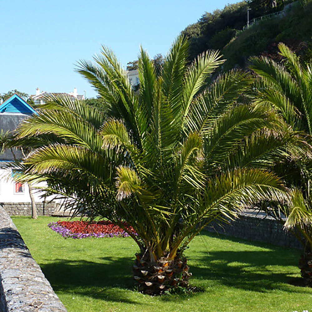 Palm Trees, 2 x Phoenix Canariensis, Tropical Patio Plants with 2 x 11' Planters