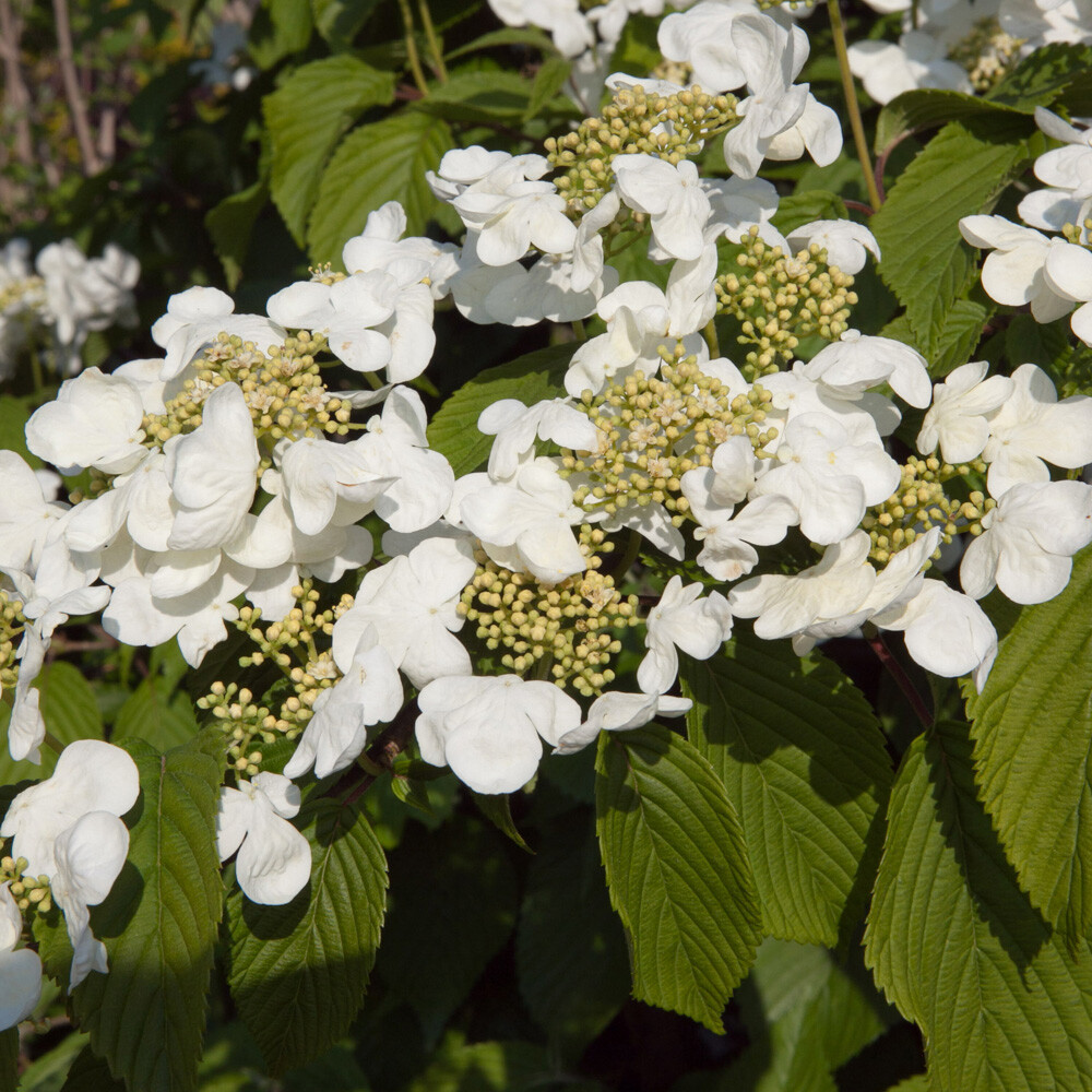 Flowering Shrubs, Viburnum Kilimanjaro Sunrise, Wedding Cake Tree, 1 x 3L Pot