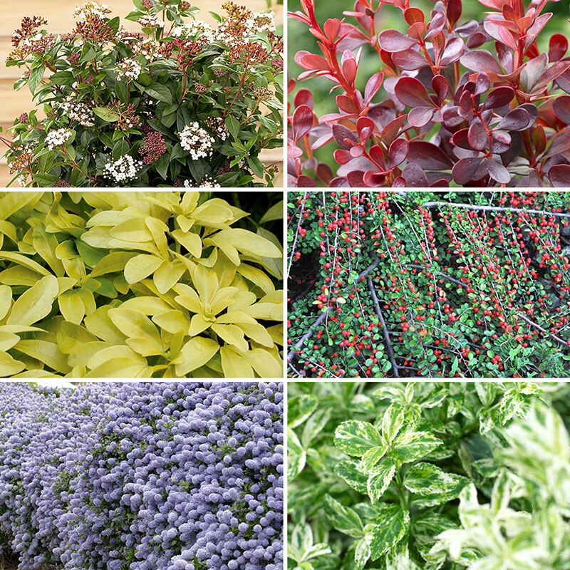 Evergreen Shrubs, Year Round Colour Mix, Hardy Low Maintenance, 6 x 9cm Pots