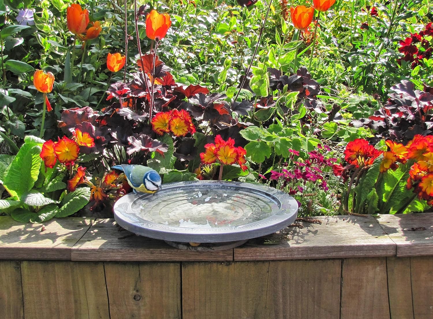 Wildlife World Aristotle Oasis bird bath for smaller birds, mammals and insects