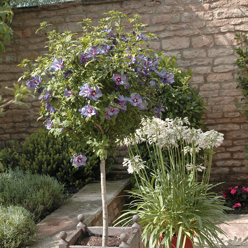 Flowering Standard Tree, Hardy Hibiscus Blue Chiffon, Powder Blue Blooms, 3L Pot