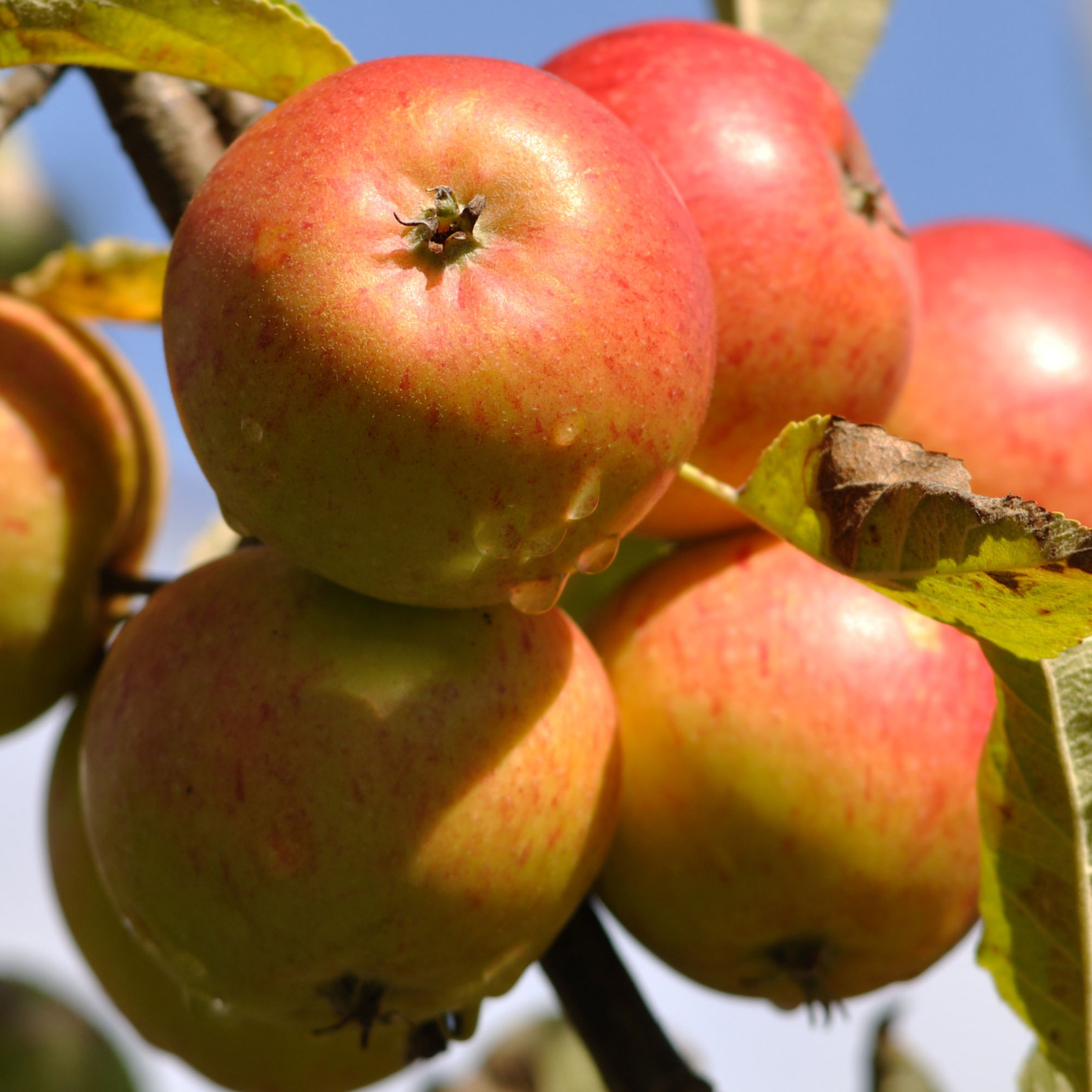 Apple Cox Orange Pippen Tree Garden Plant Patio Fruit Tree 4-5ft in 7.5L Pot