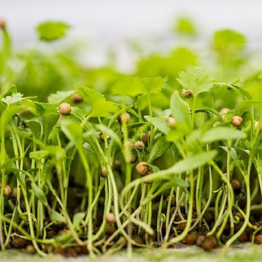 ORGANIC MICROGREEN SEEDS - CORIANDER ( WHOLE SEED) - 1 KG