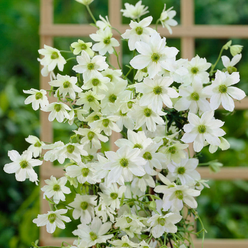 3 x Evergreen Climbing Clematis 'Early Sensation' in 7/9cm Pots
