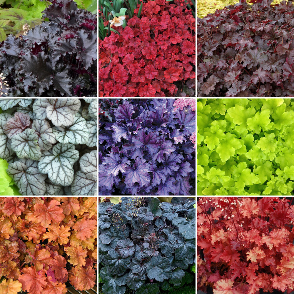 10 X Heuchera Plant Mix - High Quality Established Plants in Pots UK Grown