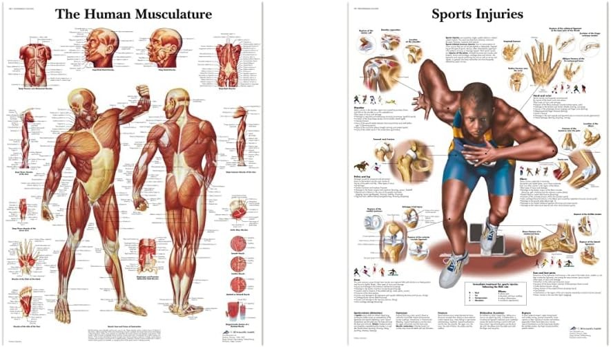 3B Scientific VR1118L Human Anatomy - Human Musculature Chart, Laminated Versio