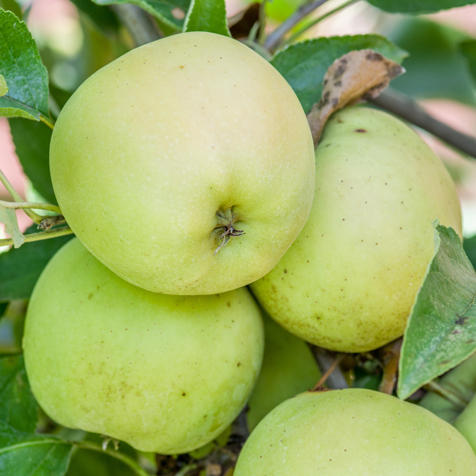Apple Golden Delicious Tree Outdoor Garden Plant Patio Fruit Tree 4-5ft 7.5L Pot