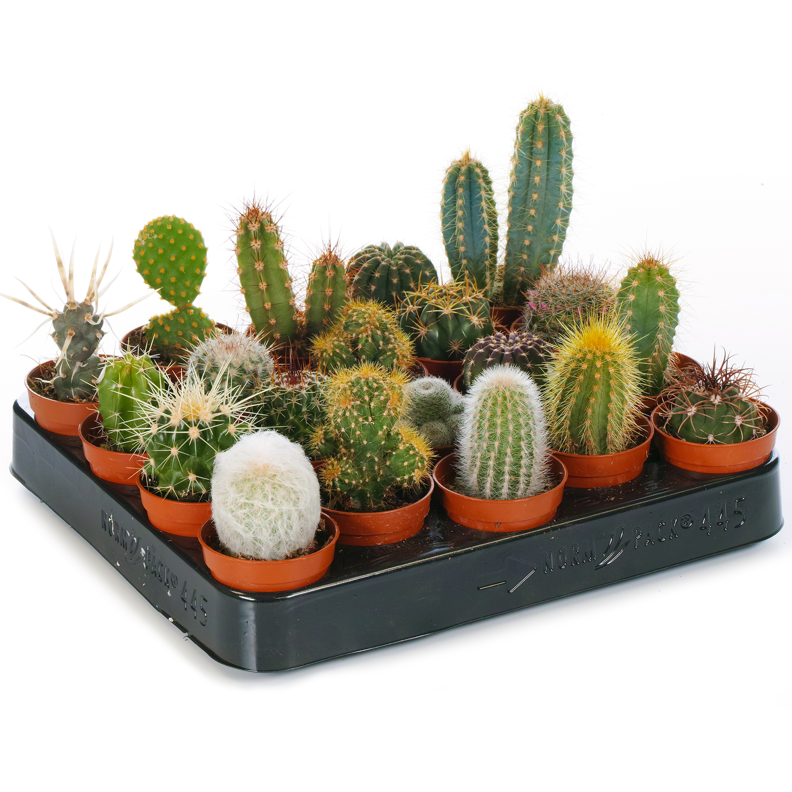 Cactus Mix - 20 Plants - House / Office Live Indoor Pot Plant - Ideal Gift