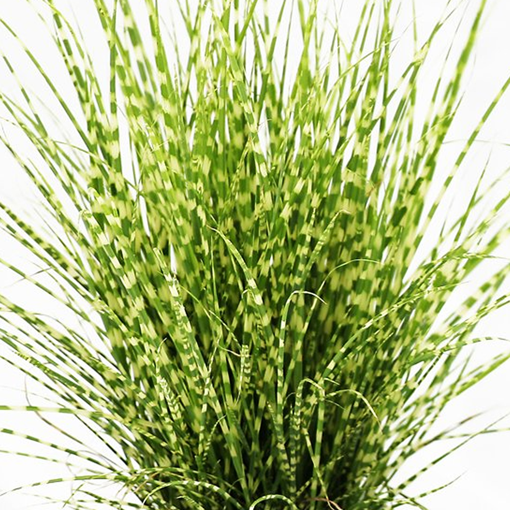 Miscanthus sinensis Strictus Porcupine Grass Deciduous Garden Shrub Plant in Pot